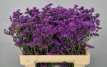 Limonium sinense Kansas Blue, Statice blau - 5 Stiele